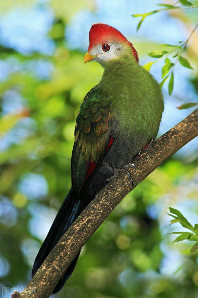 最美罕见的小鸟,全世界最罕见的小鸟
