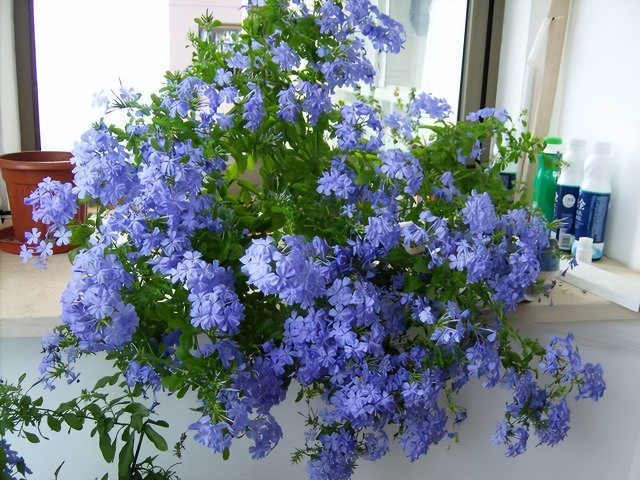 四季开花耐寒耐晒的花太阳花,耐热耐寒好养不需要阳光的花