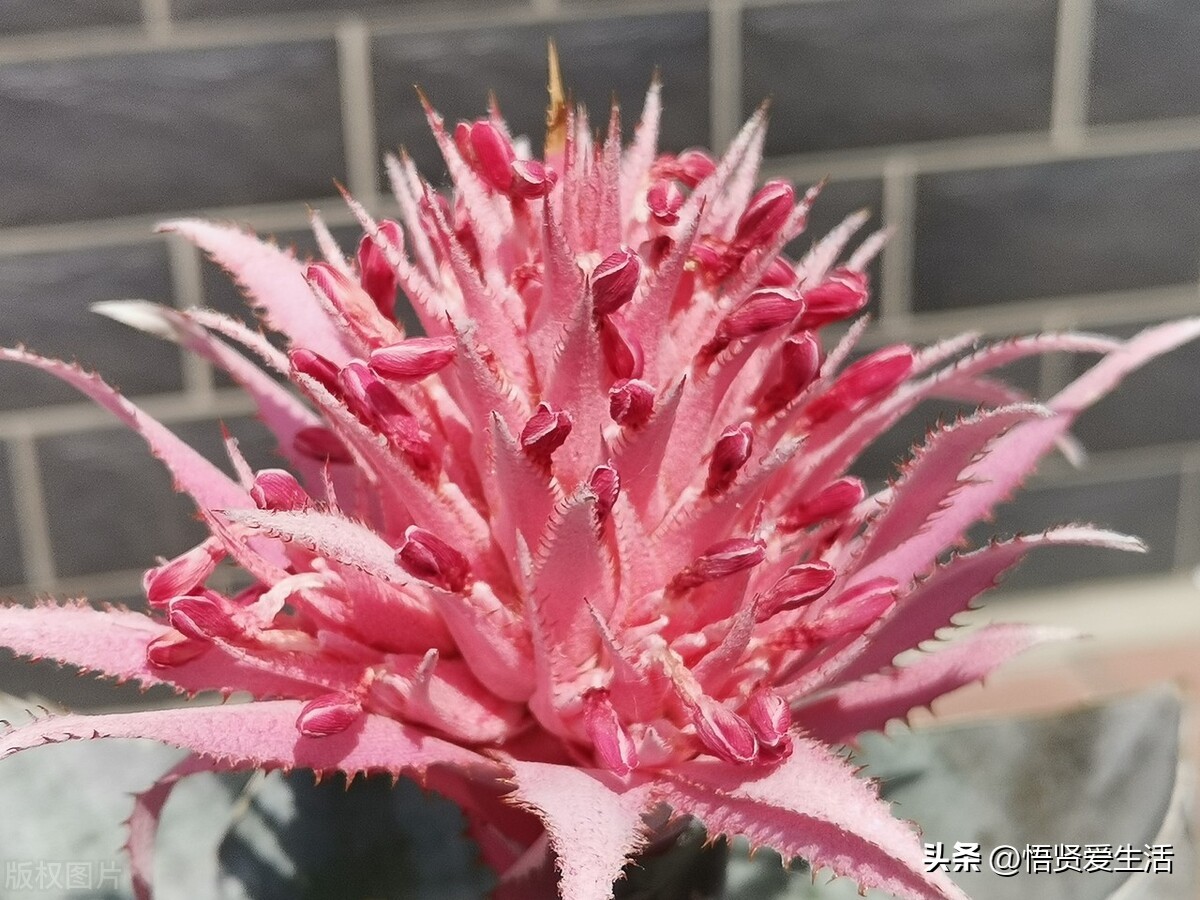 装修房子吸甲醛最好的是什么植物,新房入住有什么植物适合吸甲醛