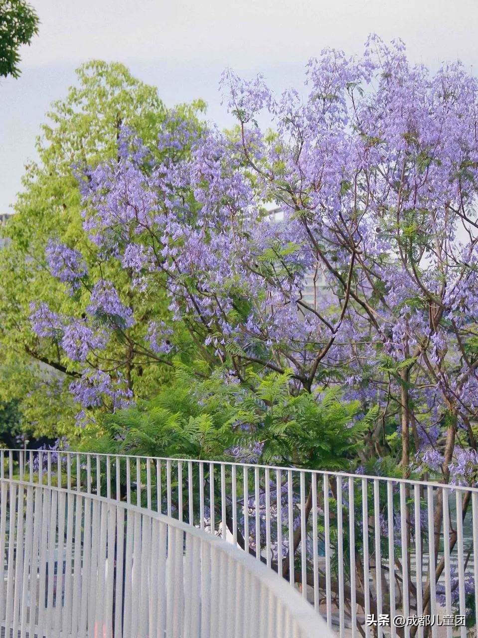 成都武晋路蓝花楹,昆明街头蓝花楹绽放成梦幻花海