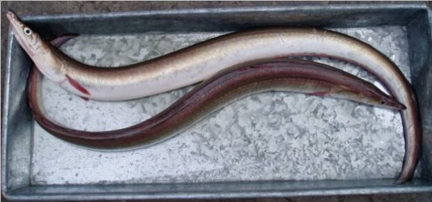 日本鳗鱼繁殖之谜是真的吗,日本产鳗鱼造假事件