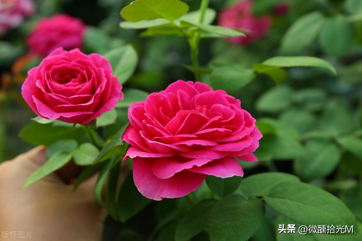 推荐10种最适合夏天养的花,君子兰开花时夏天几天浇一次水