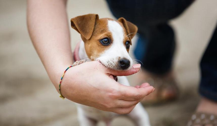 自己养的狗狗为什么总咬小朋友,养狗就要接受狗狗乱咬东西