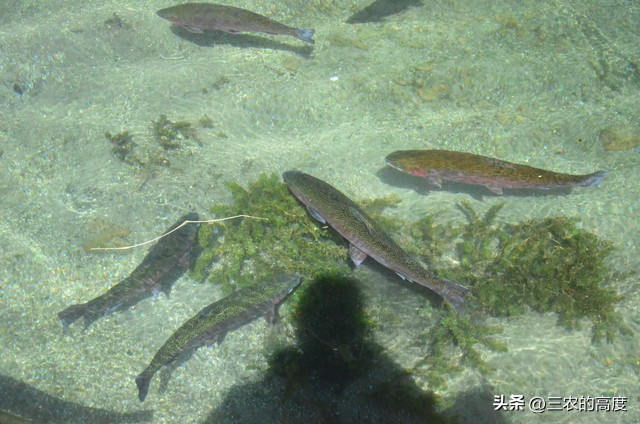 河鲜四大名鱼,最顶级的河鲜鱼