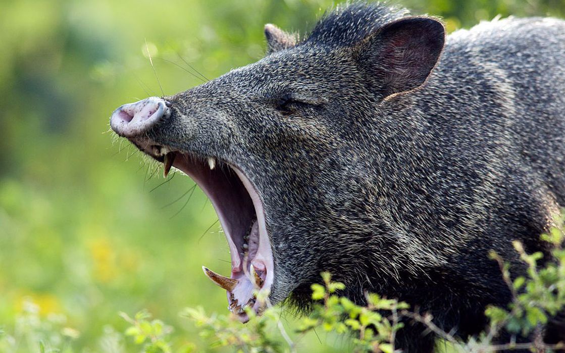 西猯长什么样子,西猯和野猪是趋同进化吗