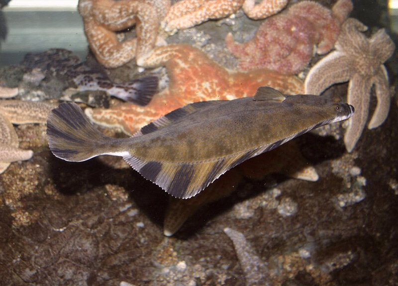 条斑星鲽工厂化养殖技术,星斑川鲽的营养价值