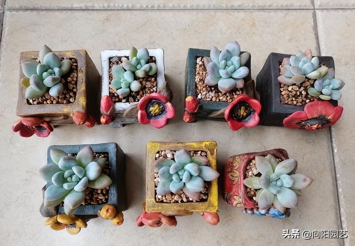 网上买了棵多肉，一天看8遍物流，典型新手小白，多肉大坑很深