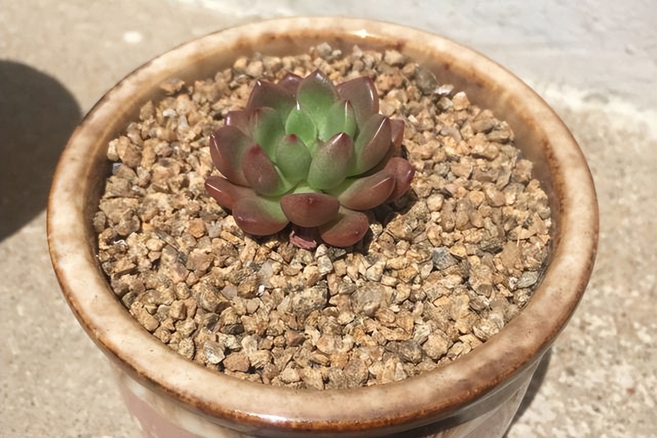 多肉红宝石夏季多长时间浇一次水,多肉红宝石徒长