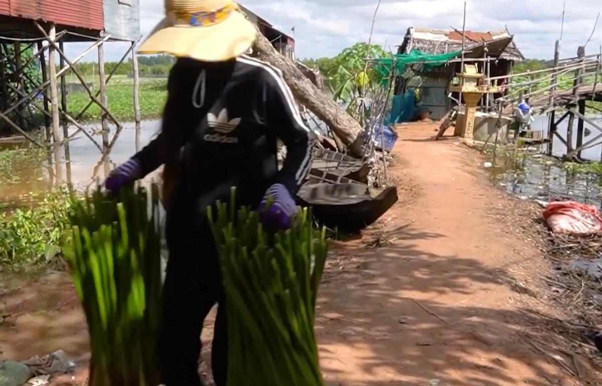 为啥柬埔寨还大量种植水葫芦,柬埔寨的水葫芦怎么变废为宝