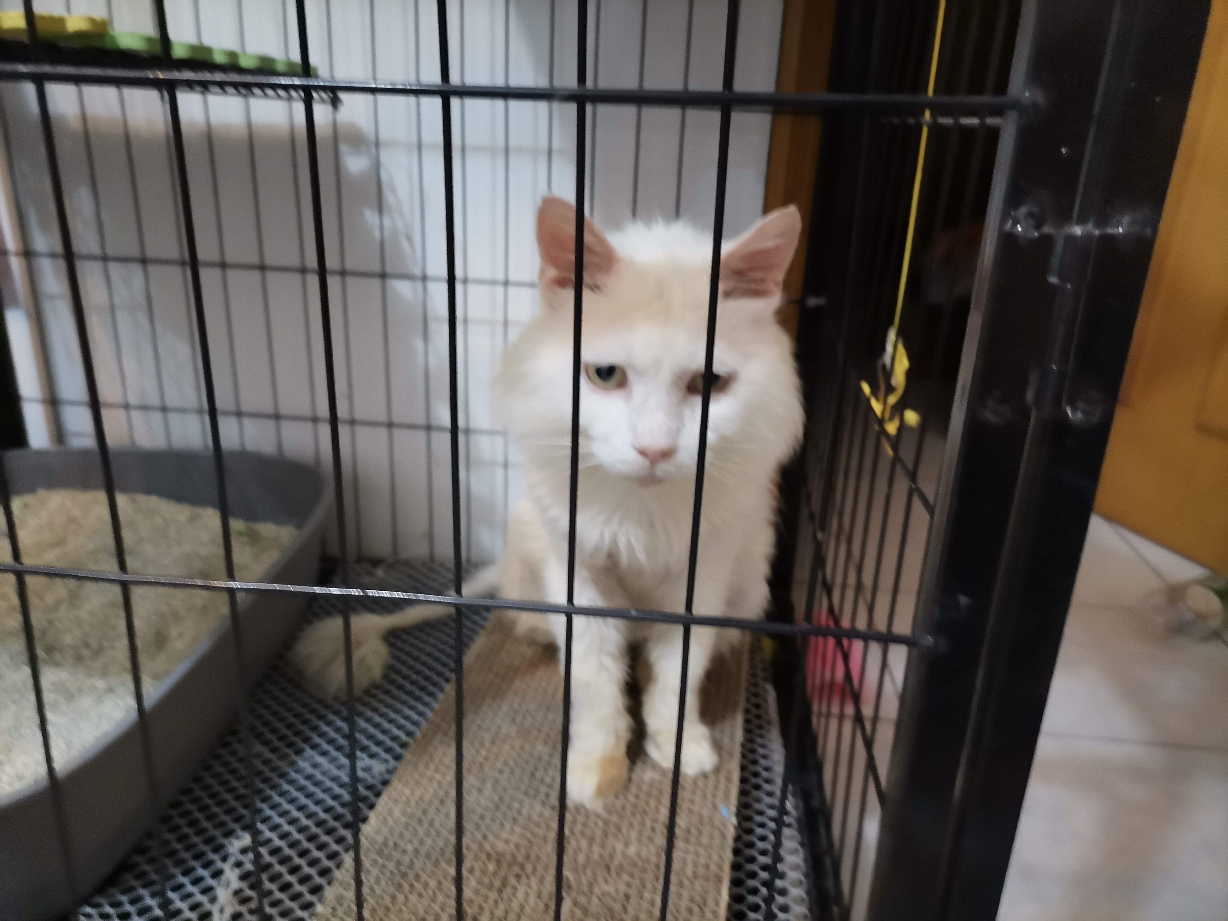 我的第二只猫咪图片,第二只猫来了第一只猫生气