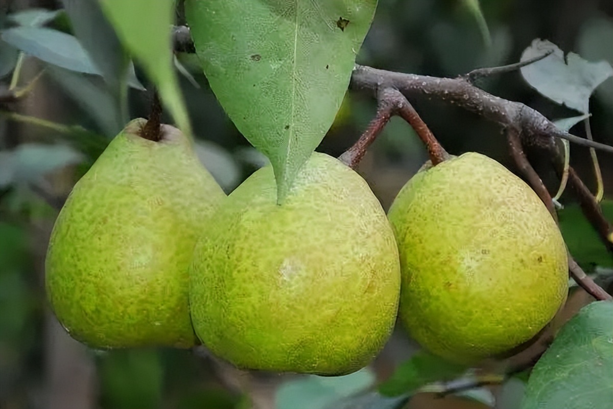 围炉煮茶，让山东好物带你感受冬日专属浪漫！