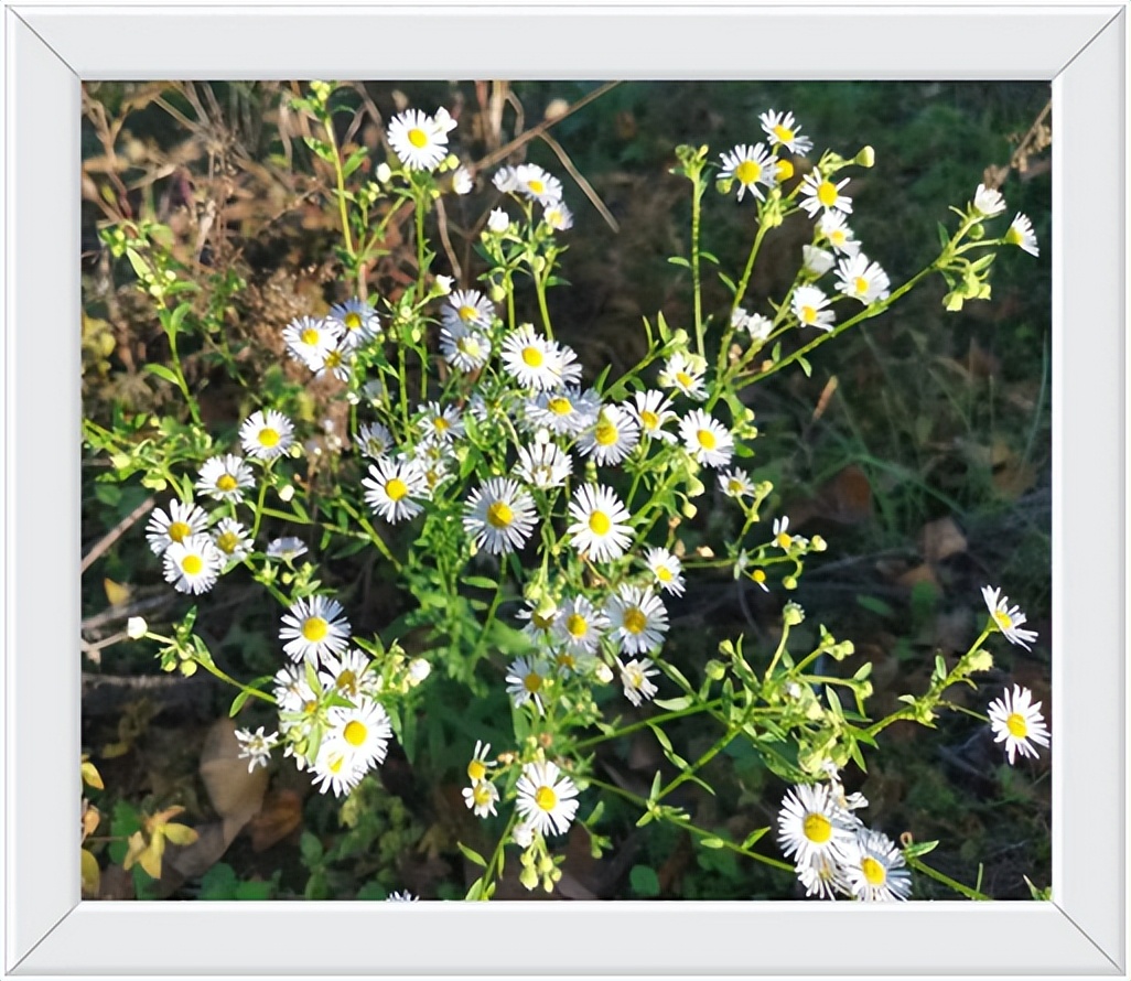 中国千年银杏谷住宿,中国千年银杏谷
