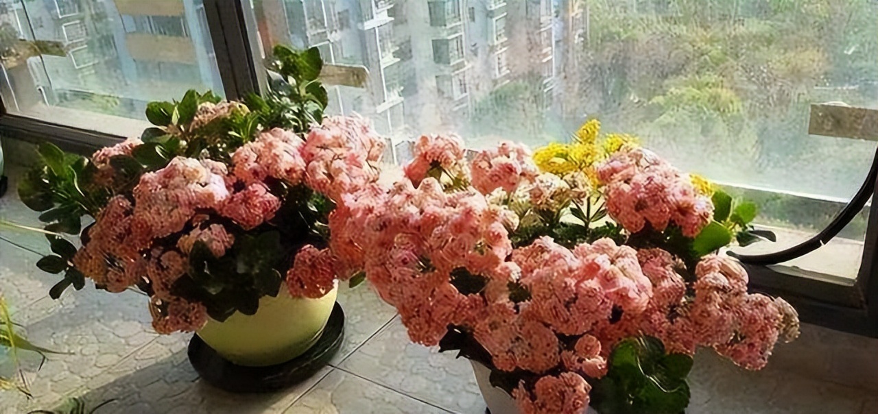 摆在家里最旺的十种花,什么花摆放卧室好养又好看