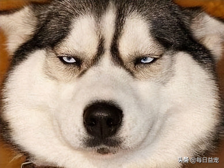 男子800块买二哈，问纯不纯？网友神回复：纯到非洲去了