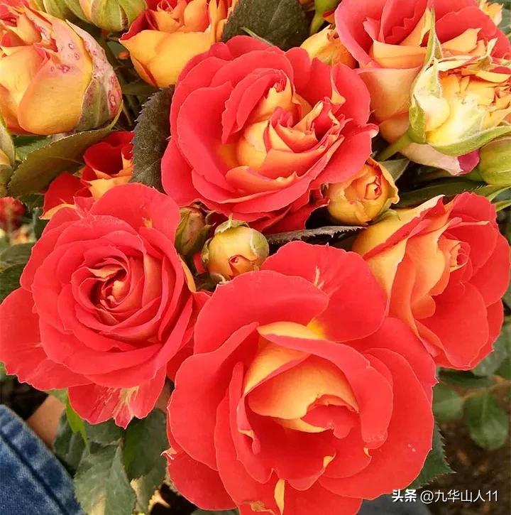 微型月季嫁接最佳品种,丰花微型月季品种有哪些