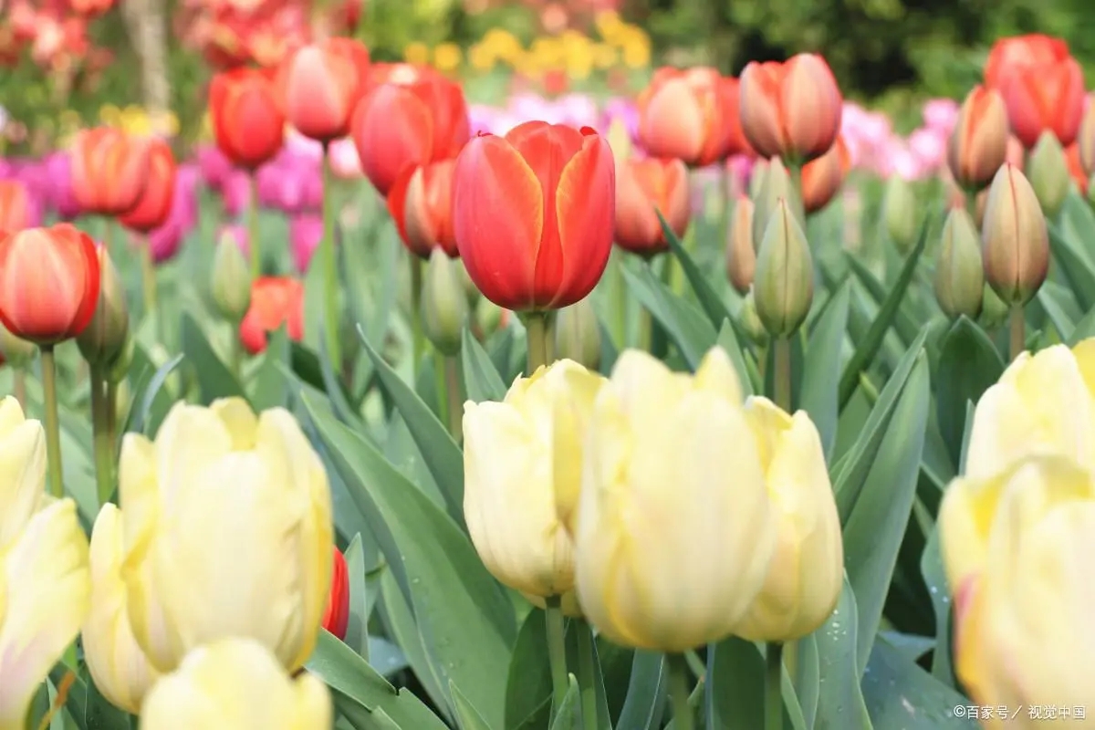 猫咪不能接触什么花草,对猫咪无害的花草