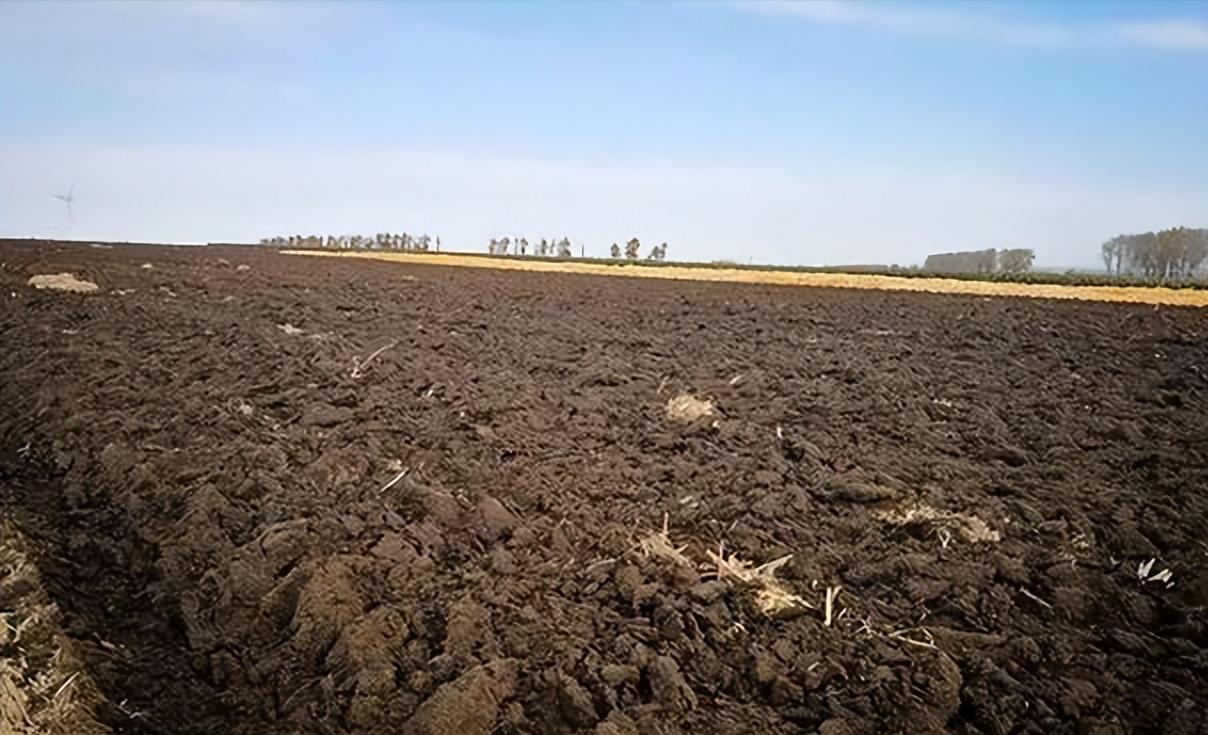 谁在砸中国人饭碗？200万年形成的“土中熊猫”，被4元贱卖给美日