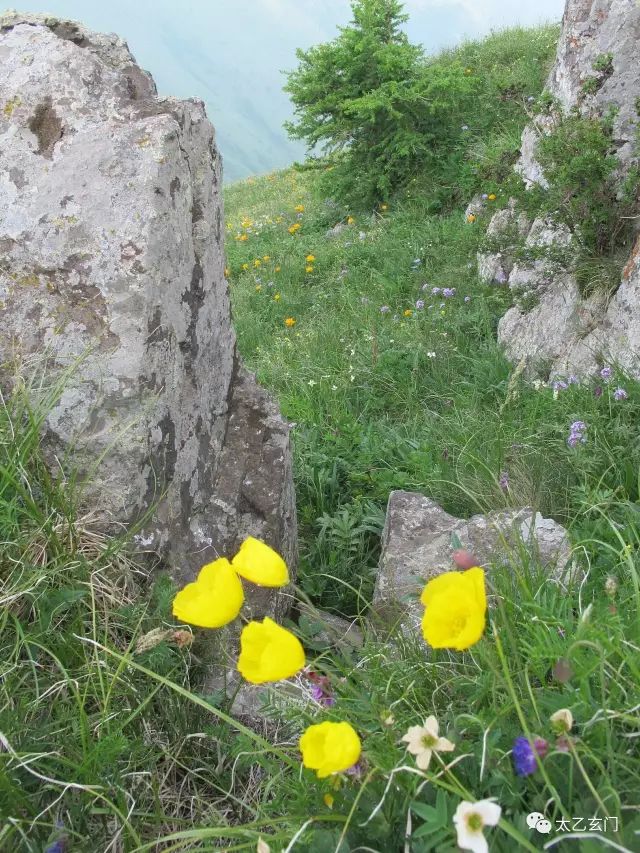 小五台山金莲花坡,小五台金莲花