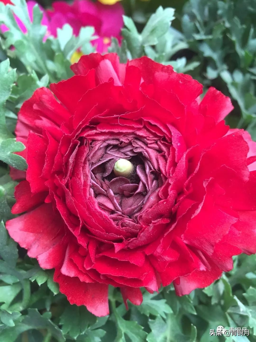 散文第3册第十六课：鲁迅藤野先生（10万+课程老师讲义）