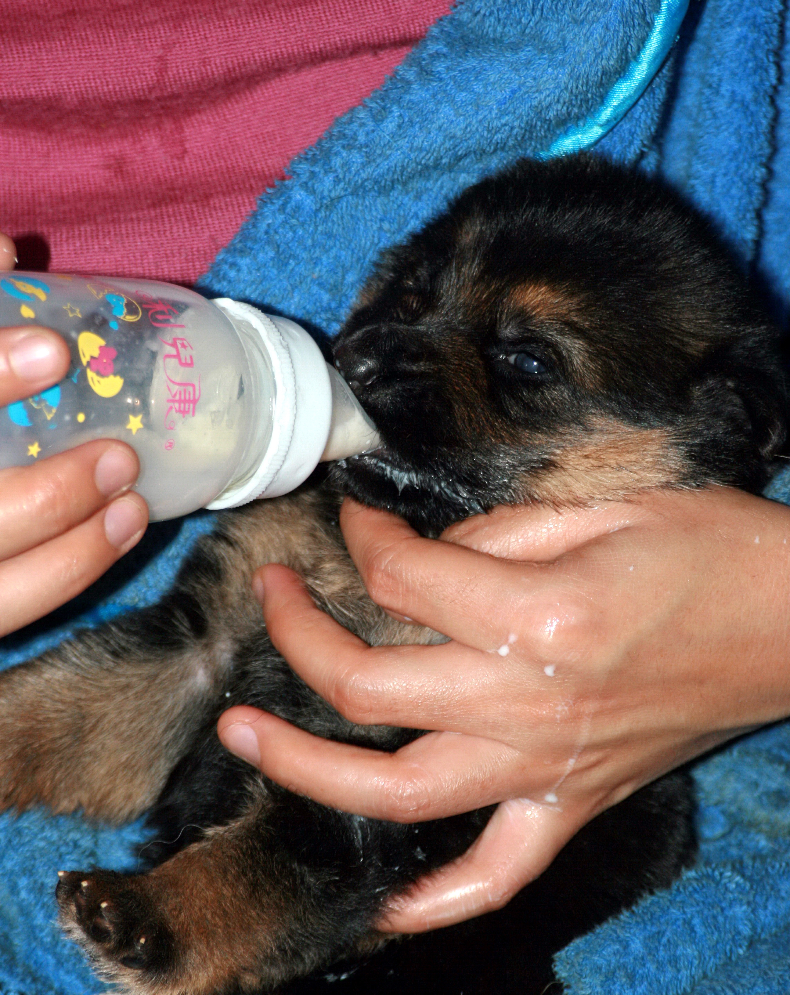 德牧养殖技术书籍大全,德牧饲养攻略