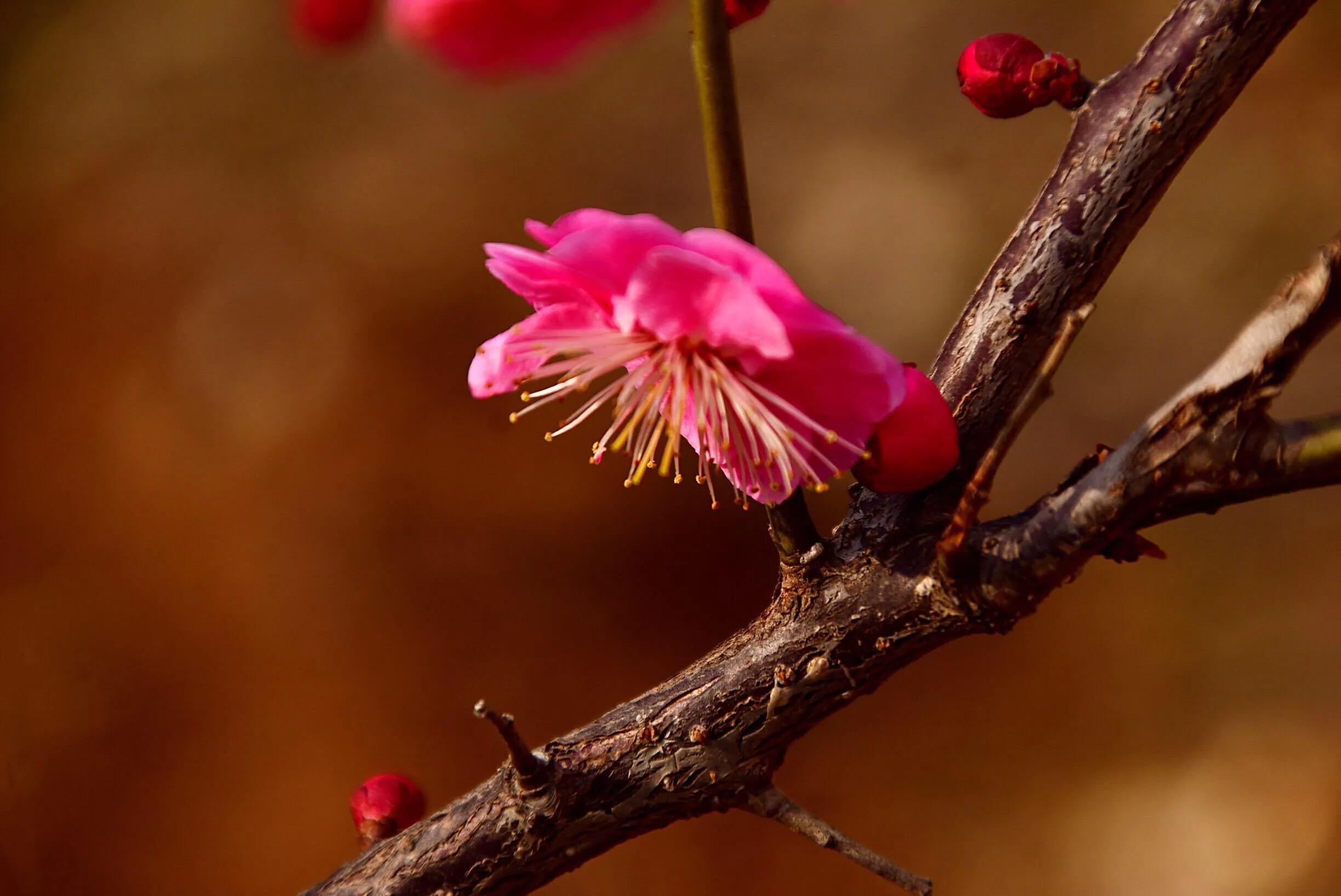 花卉摄影秋日的浪漫,花卉摄影春暖梅花开