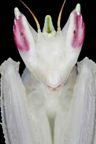 螳螂吃掉自己丈夫的头,螳螂为什么吃掉配偶螳螂吃蛇