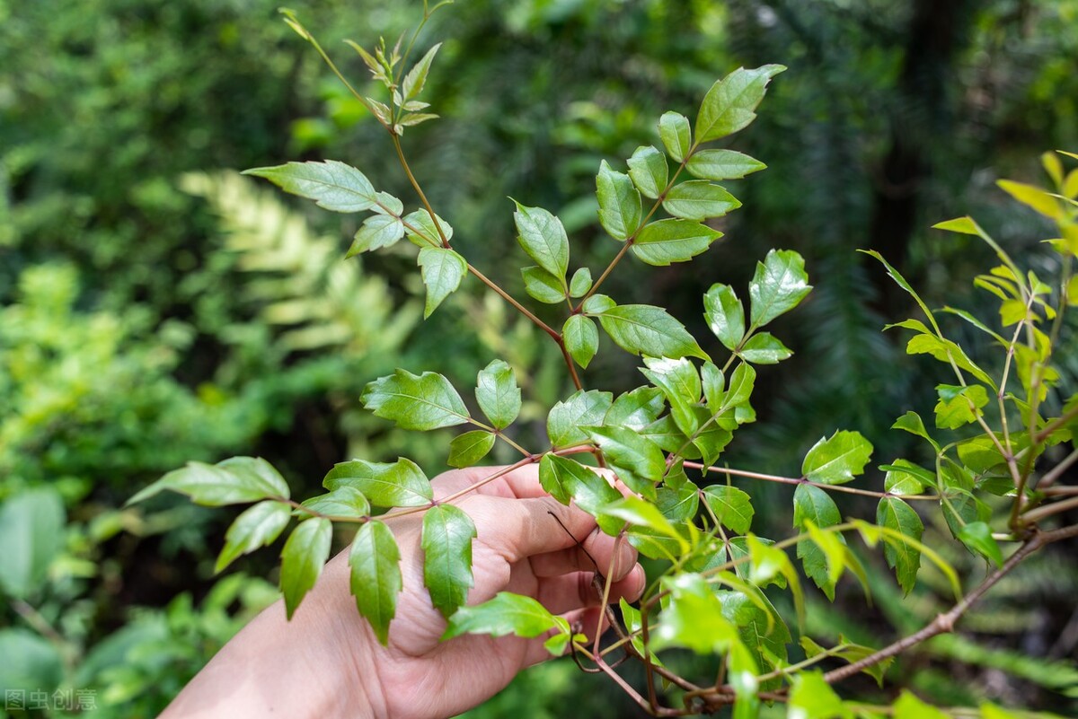 藤茶是什么茶做法简单好喝,藤茶的正确炒茶方法