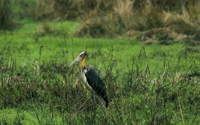 消失40多年的超丑大鸟现身大理，传说能克死皇帝？如今超受欢迎！