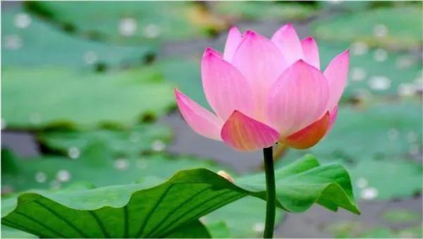 濯清涟而不妖的清的意思,濯清涟而不妖的濯字是什么意思