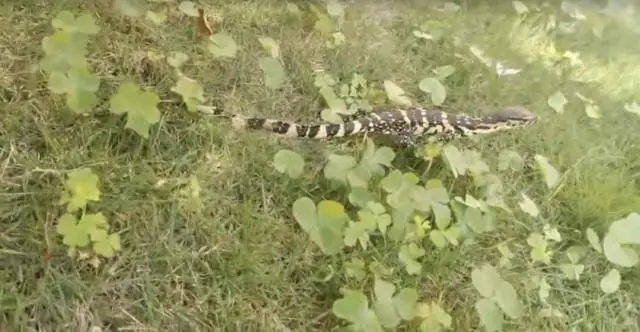 唾液含剧毒的五爪金龙现身云南,云南现两种极危物种五爪金龙