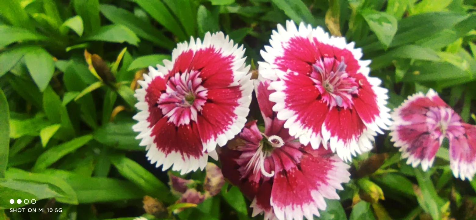 求职女生妙语连珠完整版,求职女生现场