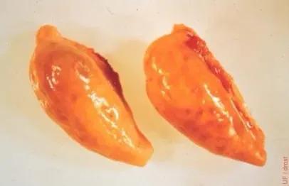 奶牛如何提高受孕率,奶牛排卵的症状