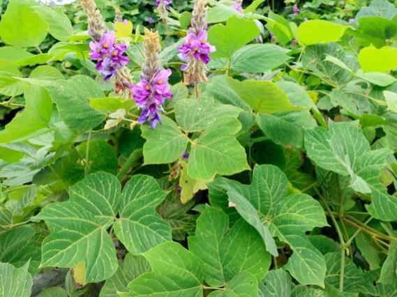 野葛是什么植物的根,野葛是什么植物