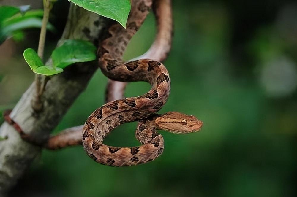 丛林探险美食大全,真正的丛林美食有哪些
