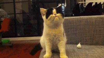 猫咪半夜老是叫还咬人,猫咪半夜爱拉屎吗