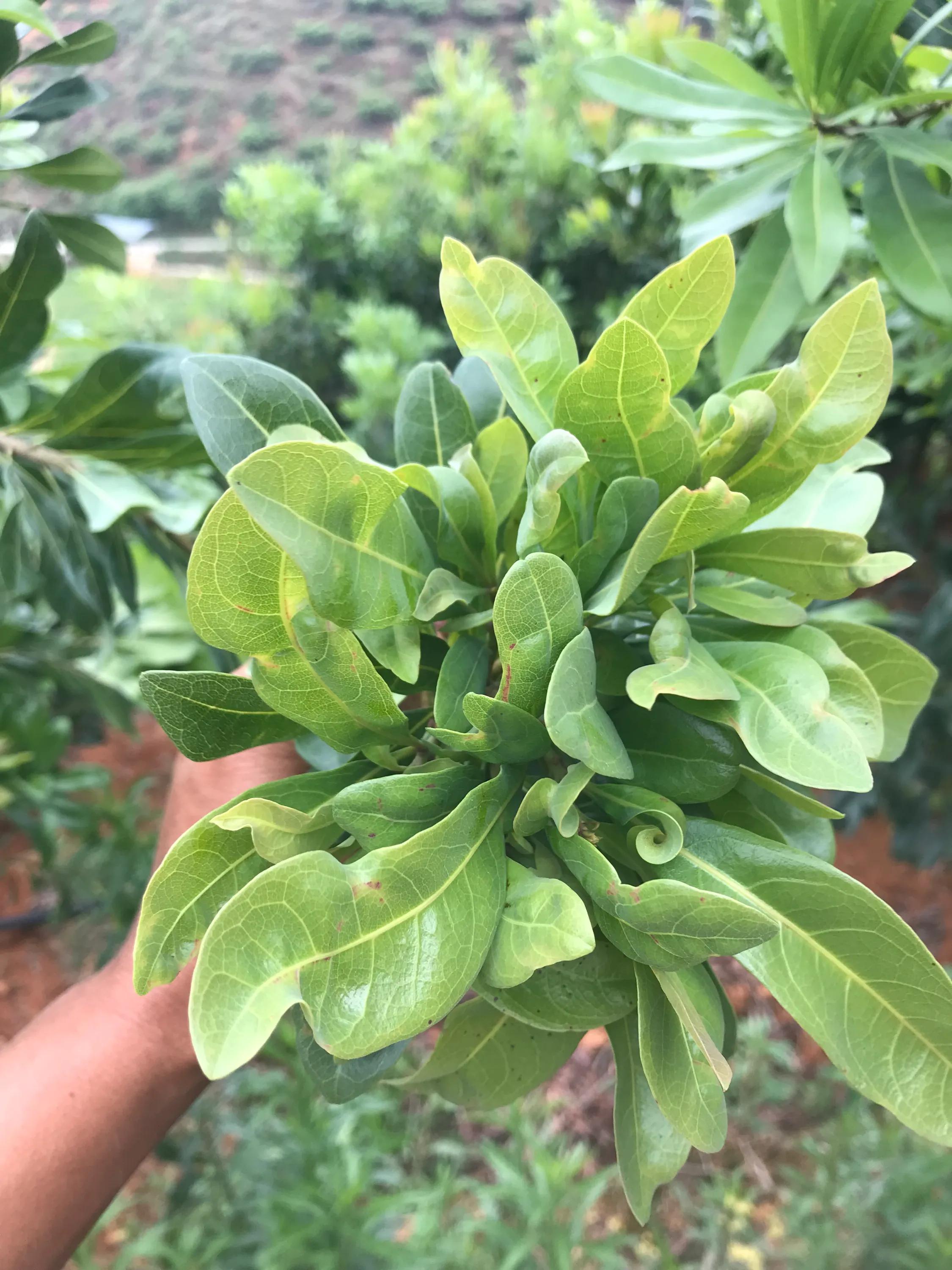 杨梅小叶病,攻克杨梅小叶病