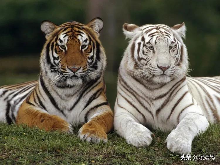 飞花令带人的诗句100首,飞花令虎的诗词100句