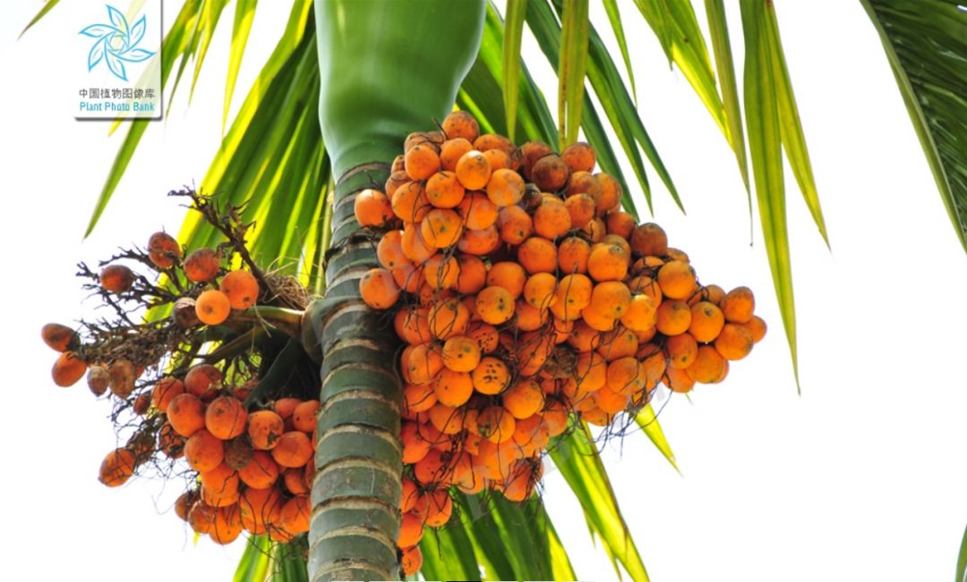 当你第一次吃槟榔的时候,吃槟榔时的你