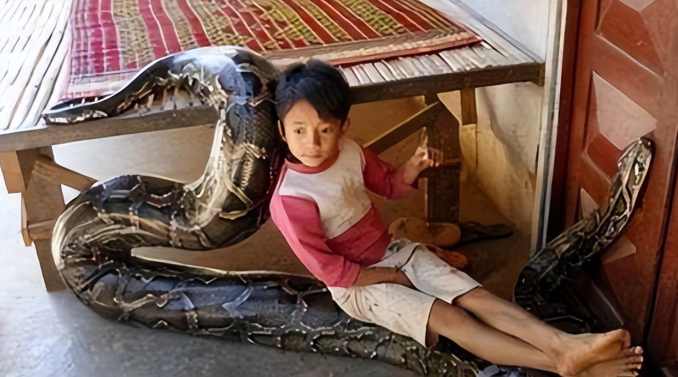 海南巨蟒现状,50年代南海巨蟒事件