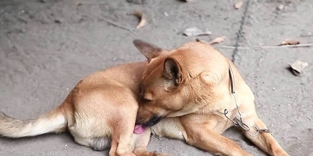 狗狗老是舔排尿处出血,狗狗老是舔排尿处是不是有炎症了