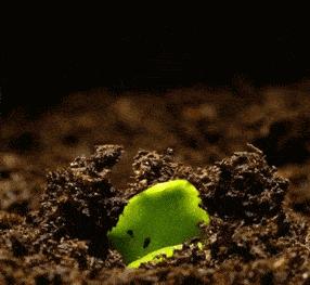 是“毒”还是“菜”？巧用微信“扫一扫”，*品毒**原植物立刻原形毕露！