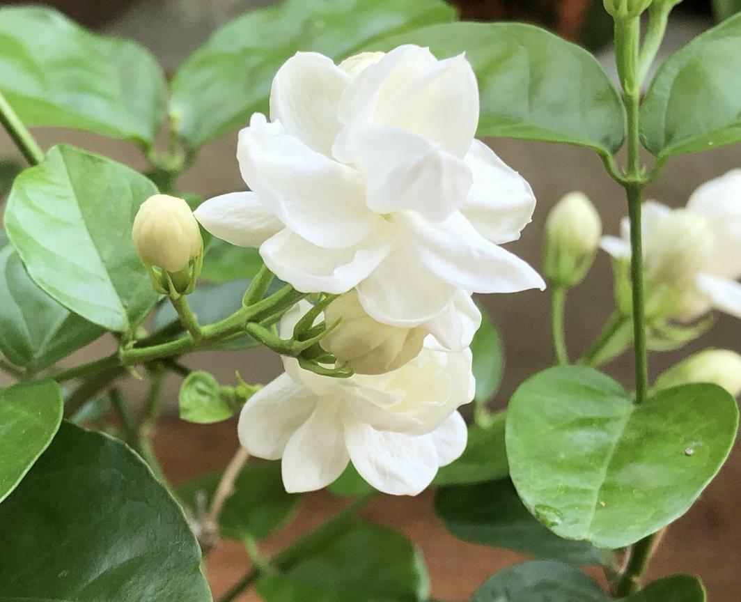 家里养什么招财花最旺,5种旺宅花家里养一棵漂亮又吉利