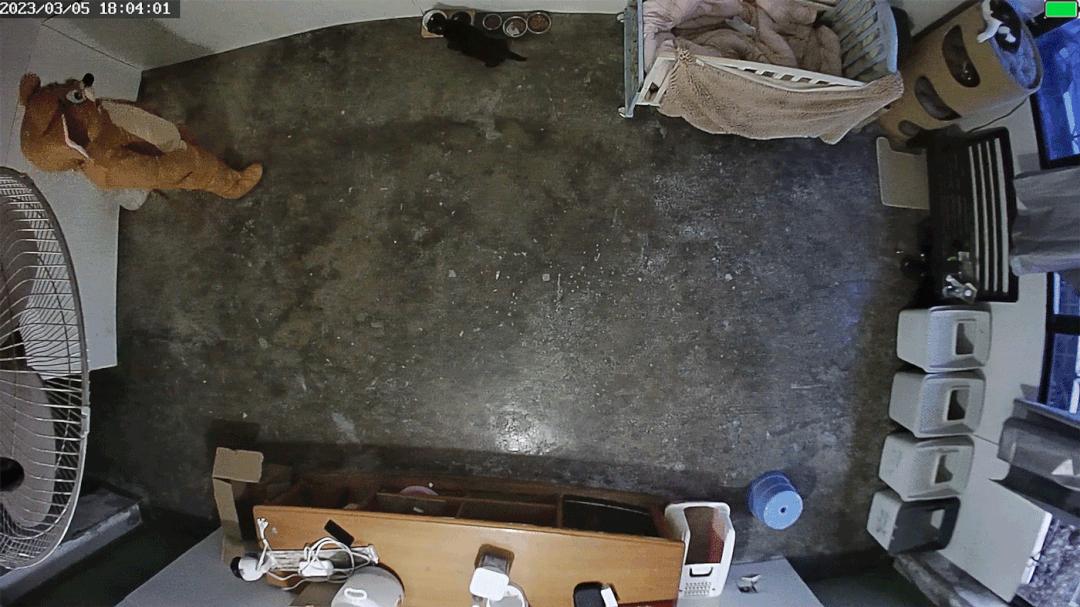 找到那只猫 (睡不着的坏猫)