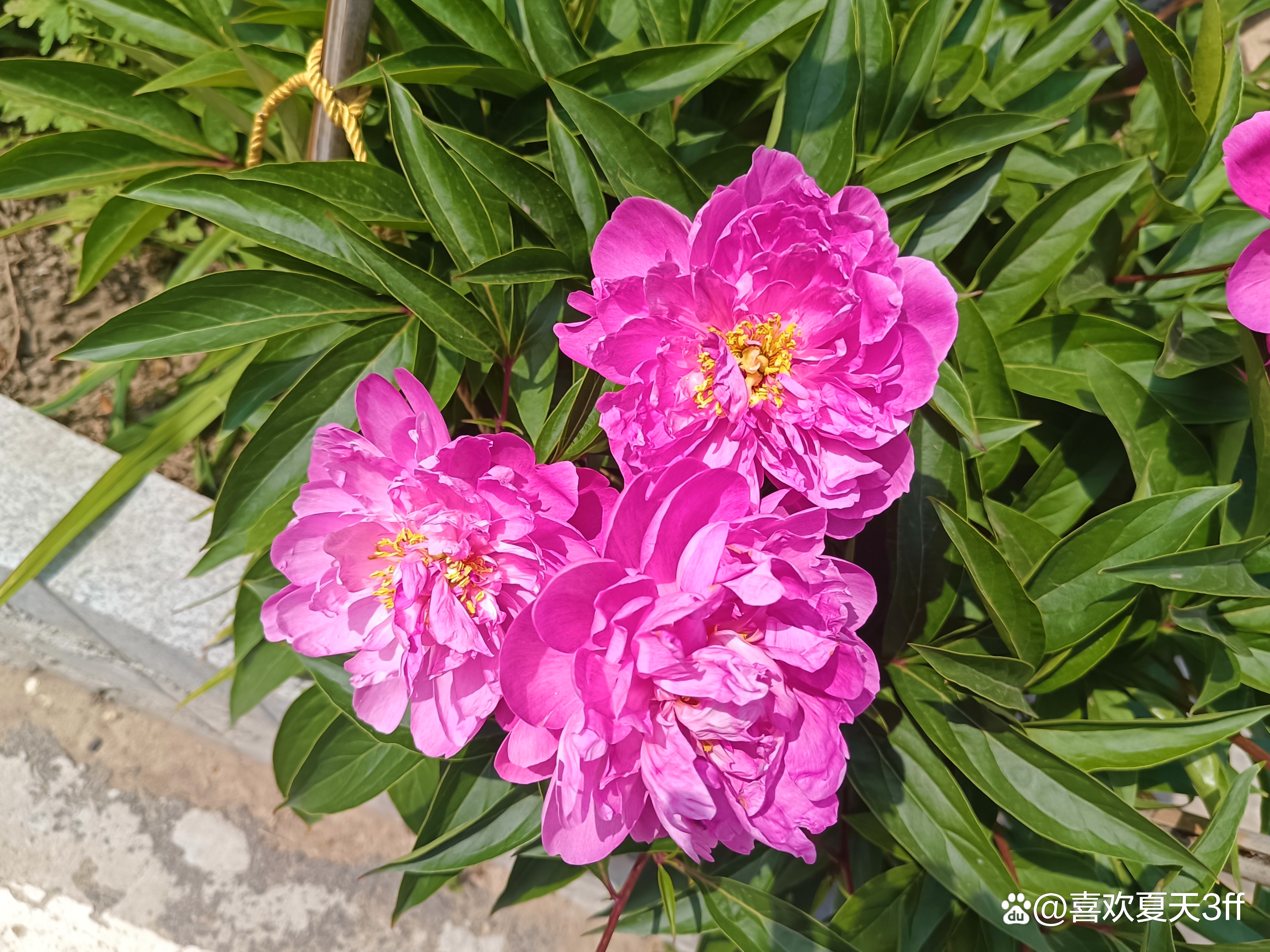 我的拍花日记之十一