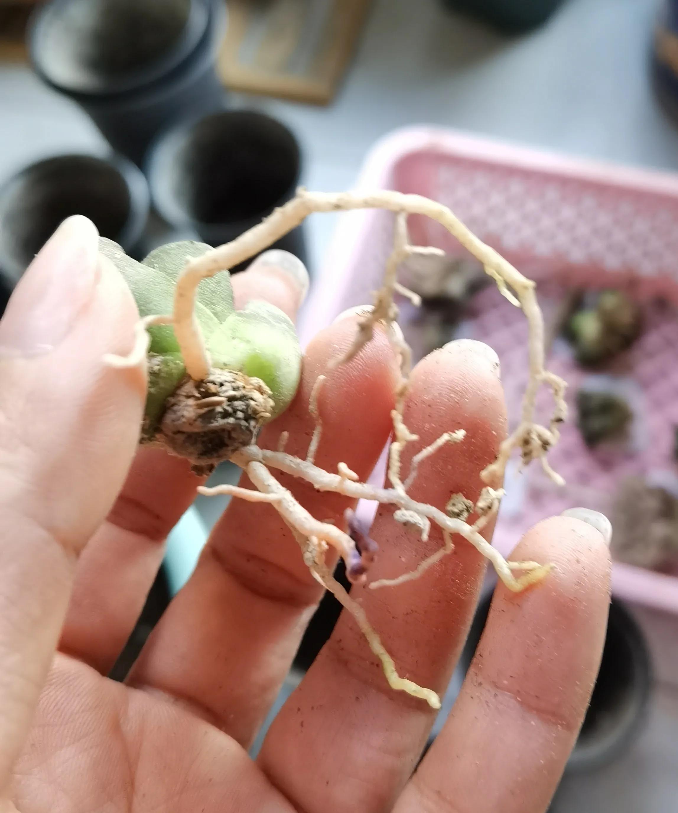 玉露种子怎么种,从种子开始种玉露