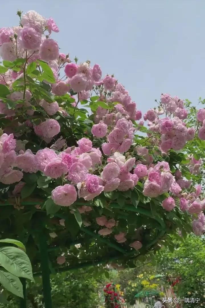 散文春天的花开,诗意的春天散文欣赏