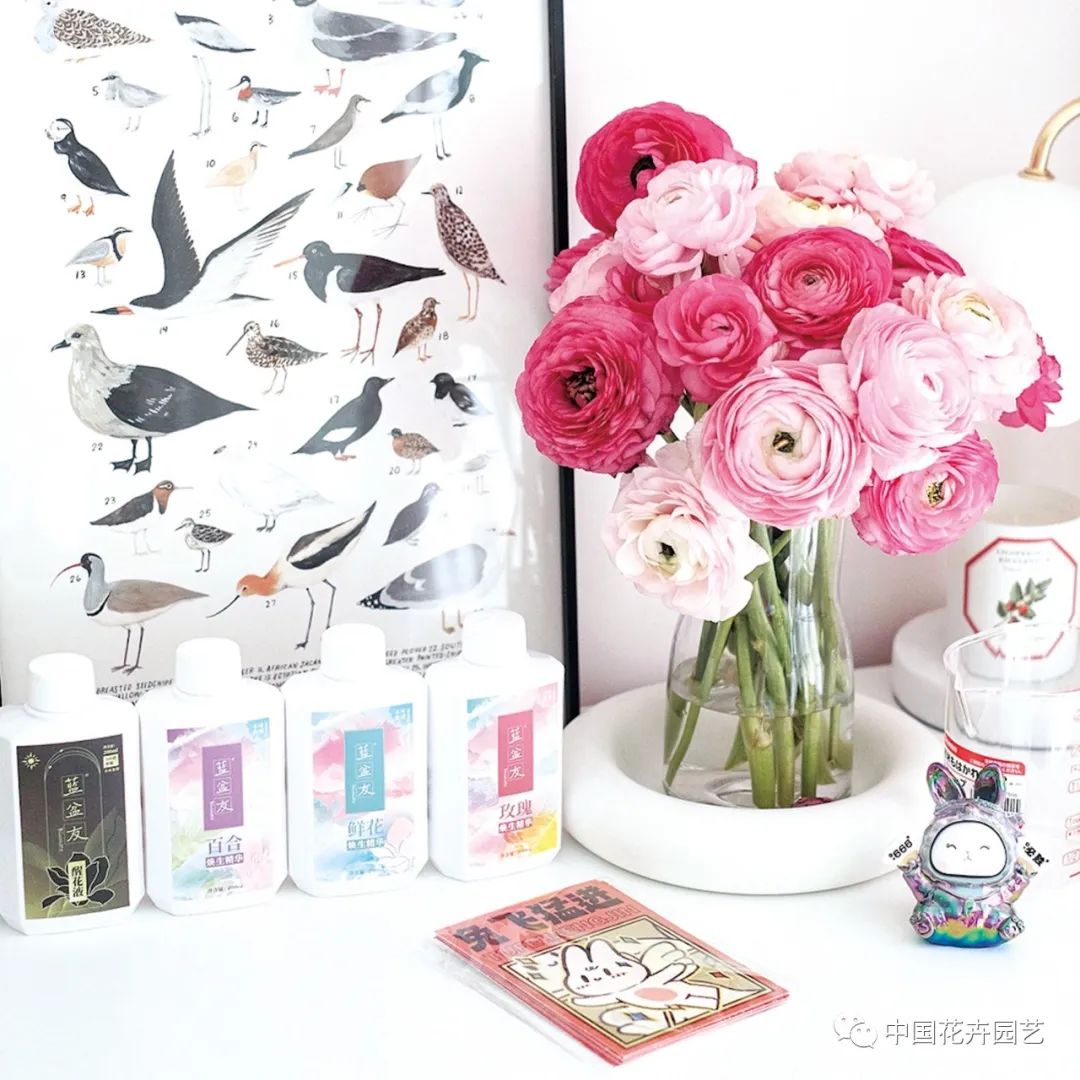 “蓝盆友”送给花朵的新春礼物|“花·礼”专题