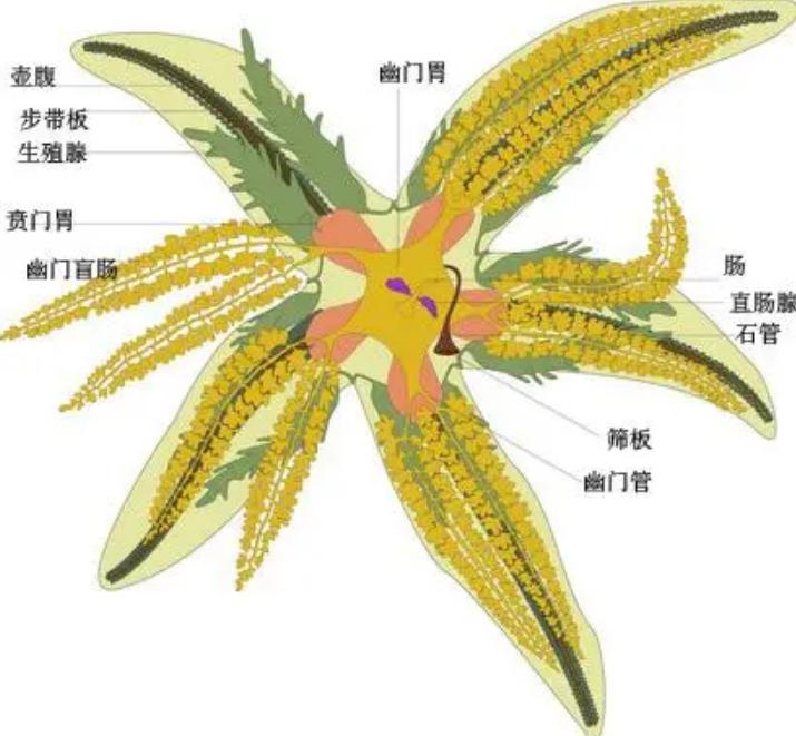 动物几个特殊的排泄器官,每种动物都有排尿系统