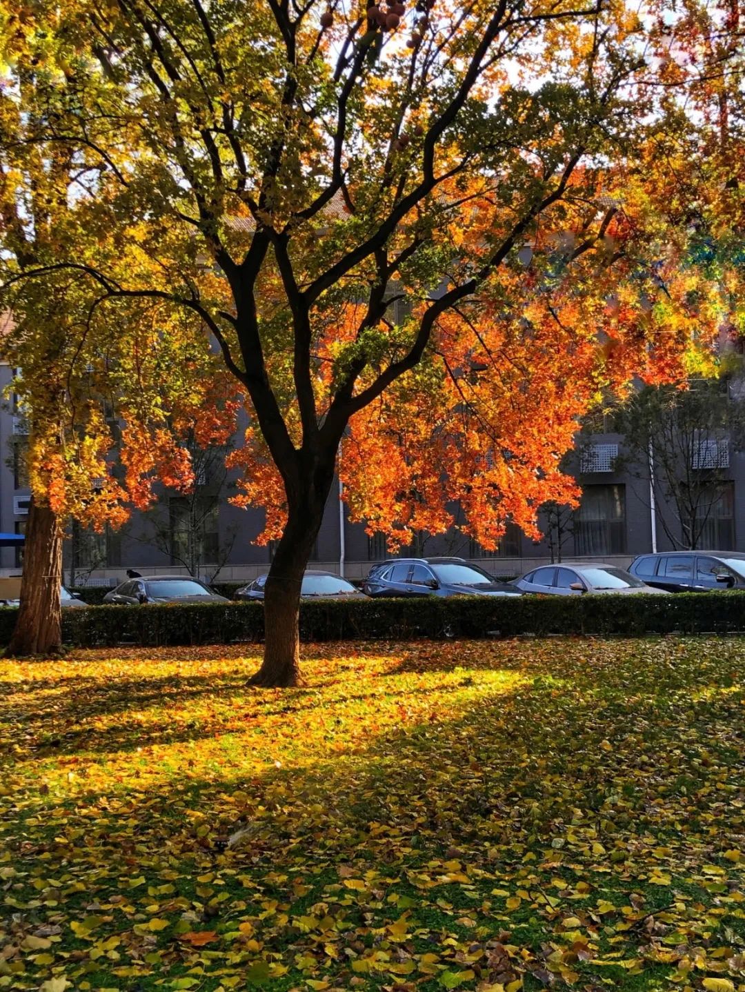 美丽的人民日报大院，我们温暖的家