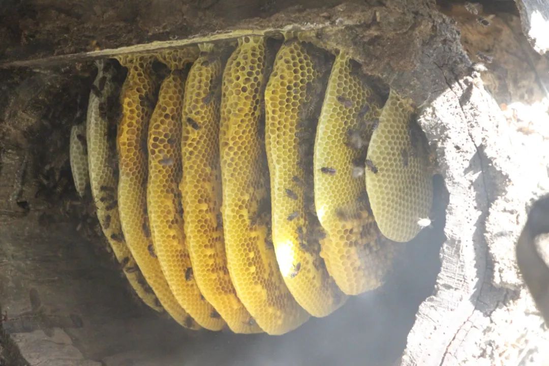 【悦读】大山里的“懒庄稼”生活中的“甜蜜蜜”